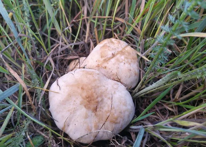 호텔 La De Castroviejo 2*